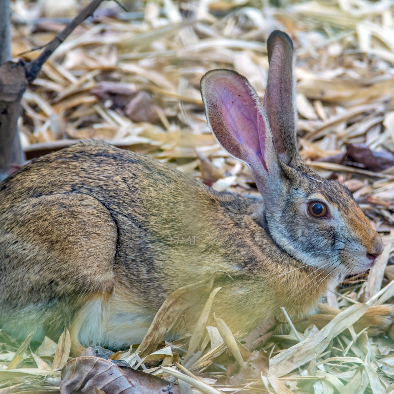 Indian hare